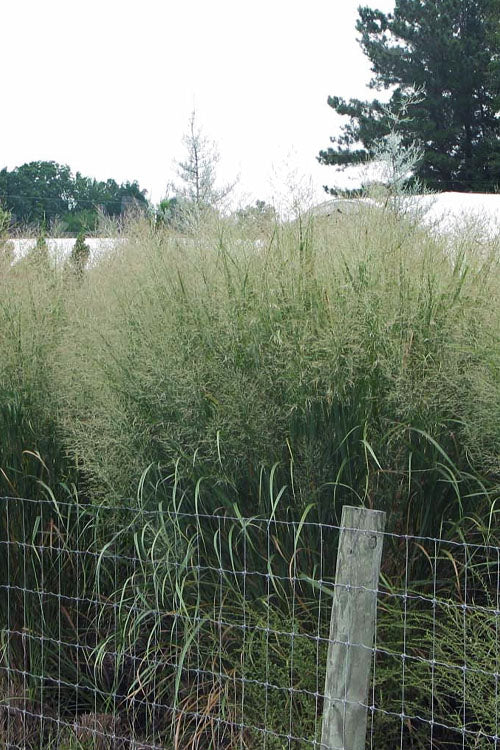  Thundercloud Switch Grass (Panicum Virgatum) - 6 Pack Of 1 Gallon Pots