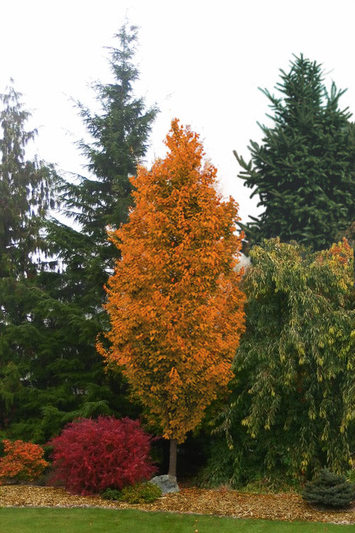  Golden BellTower Ironwood Tree (Parrotia) - 3 Gallon Pot