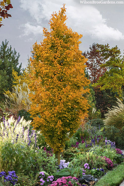  Golden BellTower Ironwood Tree (Parrotia) - 3 Gallon Pot