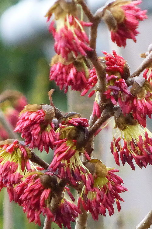 Golden BellTower Ironwood Tree (Parrotia) - 3 Gallon Pot