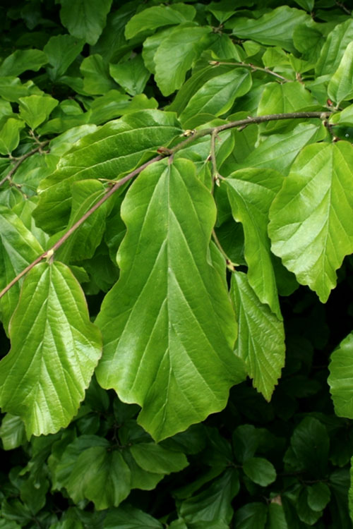  Golden BellTower Ironwood Tree (Parrotia) - 3 Gallon Pot