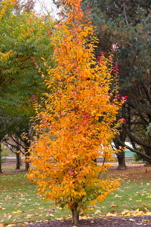  Persian Spire Ironwood Tree (Parrotia) - 7 Gallon Pot