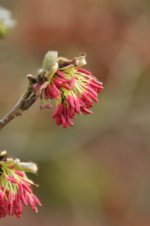  Persian Spire Ironwood Tree (Parrotia) - 7 Gallon Pot