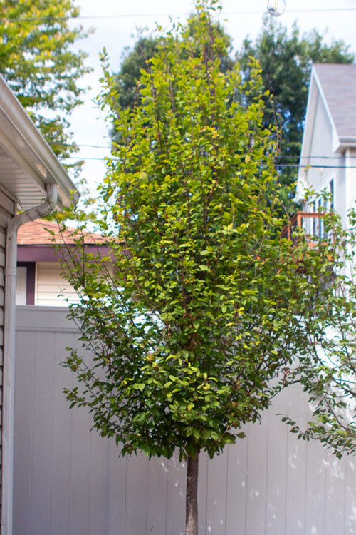  Persian Spire Ironwood Tree (Parrotia) - 7 Gallon Pot