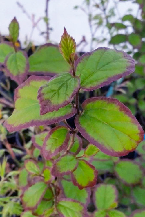  Persian Spire Ironwood Tree (Parrotia) - 7 Gallon Pot