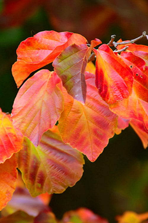  Persian Spire Ironwood Tree (Parrotia) - 7 Gallon Pot