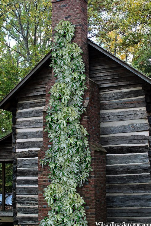  Variegated Virginia Creeper Vine (Parthenocissus Quinquefolia) - 1 Gallon Pot