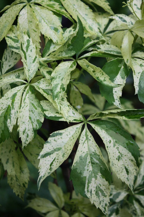  Variegated Virginia Creeper Vine (Parthenocissus Quinquefolia) - 1 Gallon Pot