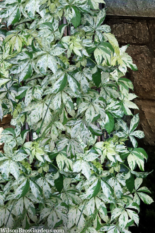  Variegated Virginia Creeper Vine (Parthenocissus Quinquefolia) - 1 Gallon Pot