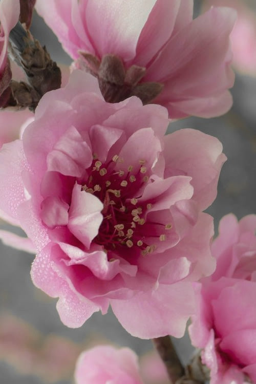  Corinthian Rose Flowering Peach Tree - 2 Gallon Pot (3-4')