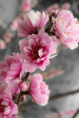 Corinthian Rose Flowering Peach Tree - 7 Gallon Pot
