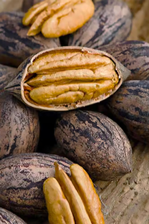  Caddo Pecan Tree - 5 Gallon Pot
