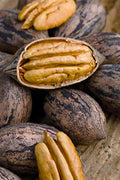  Caddo Pecan Tree - 5 Gallon Pot