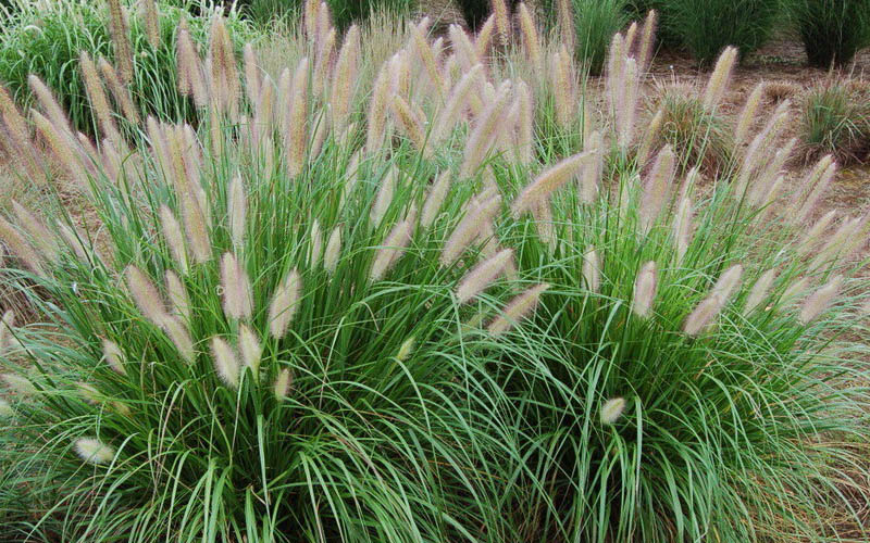  Etouffee Hardy Fountain Grass (Pennisetum Alopecuroides) - 1 Gallon Pot