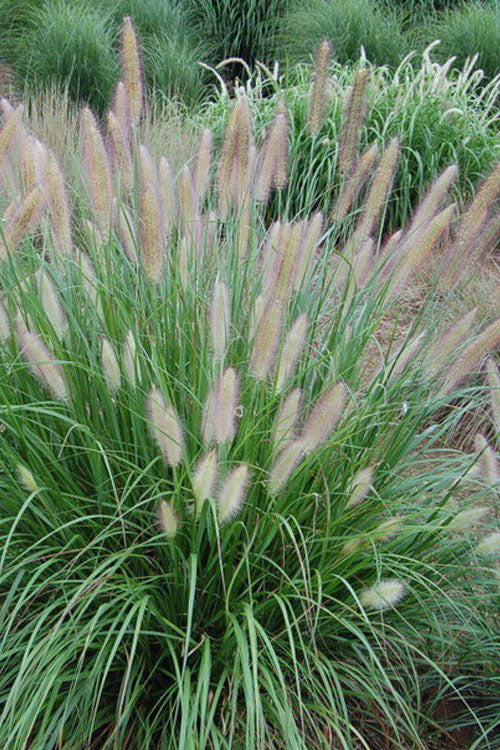  Etouffee Hardy Fountain Grass (Pennisetum Alopecuroides) - 1 Gallon Pot