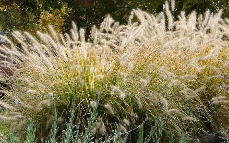  Hardy Fountain Grass (Pennisetum) - 1 Gallon Pot