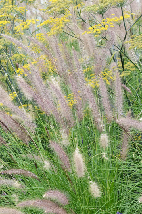  Hardy Fountain Grass (Pennisetum) - 1 Gallon Pot