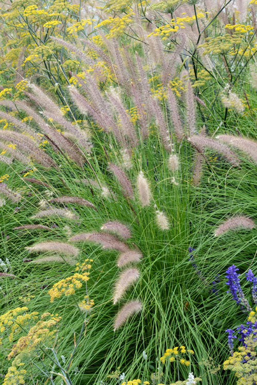  Hardy Fountain Grass (Pennisetum) - 1 Gallon Pot