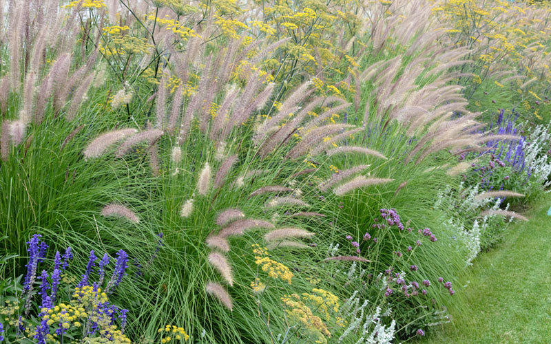  Hardy Fountain Grass (Pennisetum) - 1 Gallon Pot
