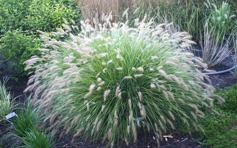  Little Bunny Dwarf Fountain Grass (Pennisetum) - 1 Gallon Pot