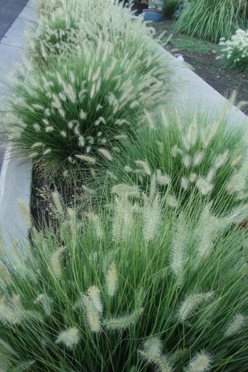  Little Bunny Dwarf Fountain Grass (Pennisetum) - 1 Gallon Pot