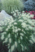  Little Bunny Dwarf Fountain Grass (Pennisetum) - 6-Pack Of 1 Gallon Pots