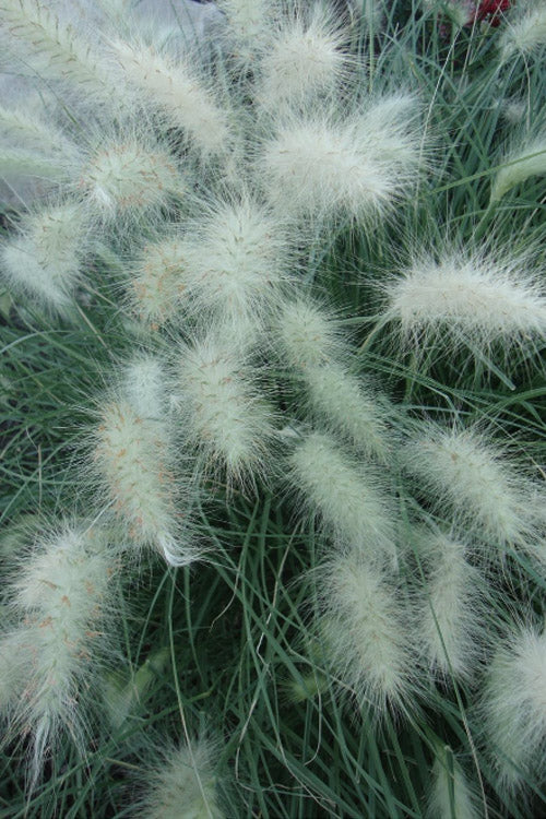  Little Bunny Dwarf Fountain Grass (Pennisetum) - 1 Gallon Pot