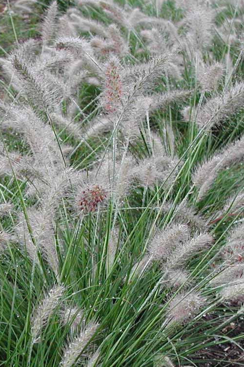  Piglet Dwarf Hardy Fountain Grass (Pennisetum) - 6-Pack Of 1 Gallon Pots