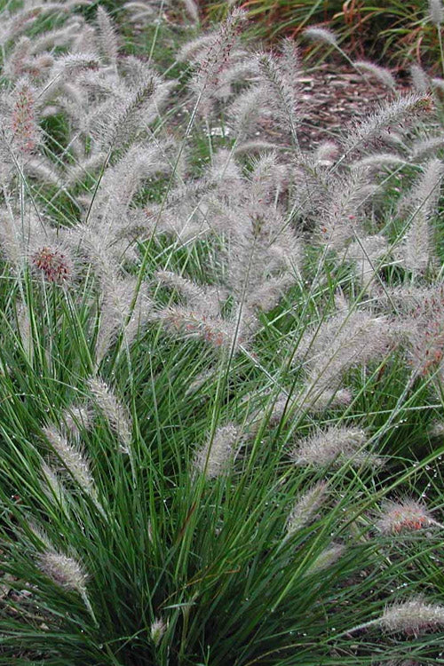  Piglet Dwarf Hardy Fountain Grass (Pennisetum) - 6-Pack Of 1 Gallon Pots