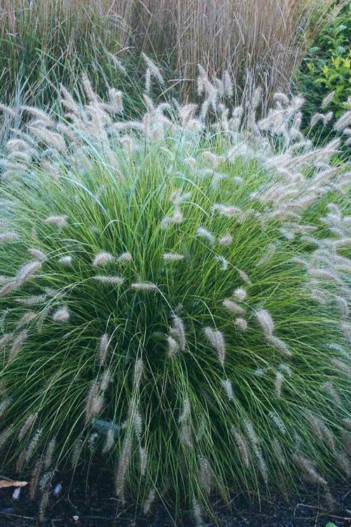  Piglet Dwarf Hardy Fountain Grass (Pennisetum) - 5 Pack Of Quart Pots