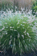  Piglet Dwarf Hardy Fountain Grass (Pennisetum) - 1 Gallon Pot