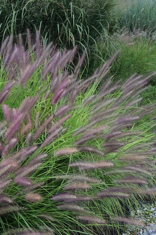  Red Head Fountain Grass (Pennisetum) - 1 Gallon Pot
