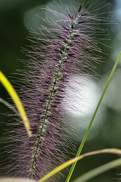  Red Head Fountain Grass (Pennisetum) - 1 Gallon Pot