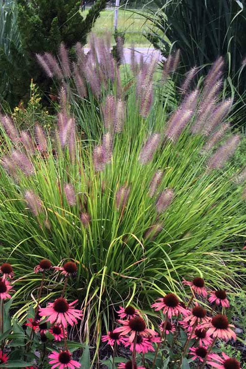  Red Head Fountain Grass (Pennisetum) - 1 Gallon Pot