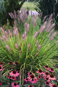  Red Head Fountain Grass (Pennisetum) - 1 Gallon Pot