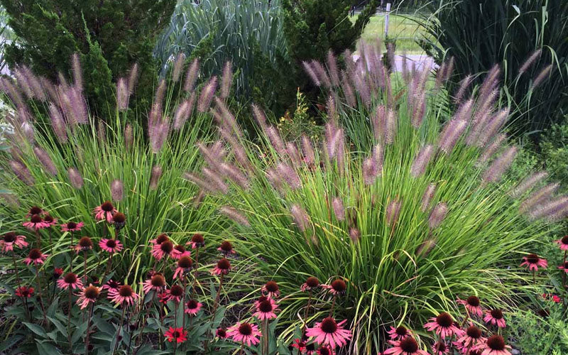  Red Head Fountain Grass (Pennisetum) - 1 Gallon Pot