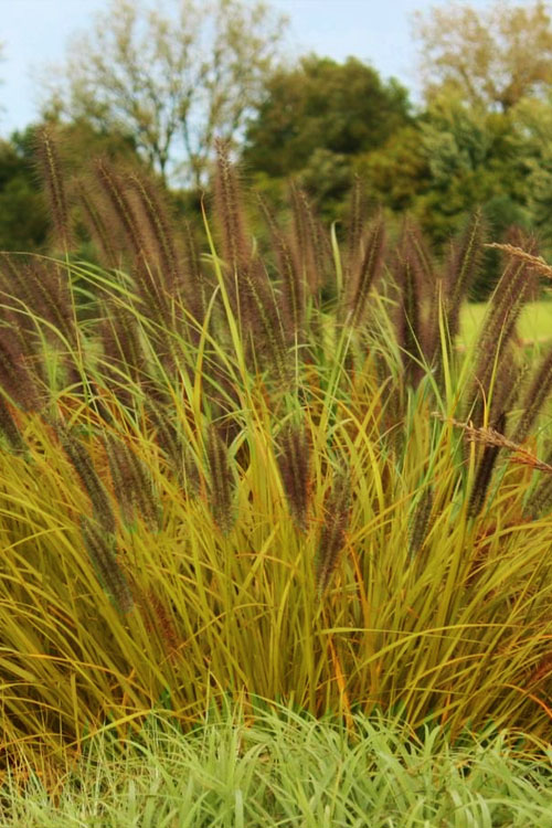  Red Head Fountain Grass (Pennisetum) - 1 Gallon Pot