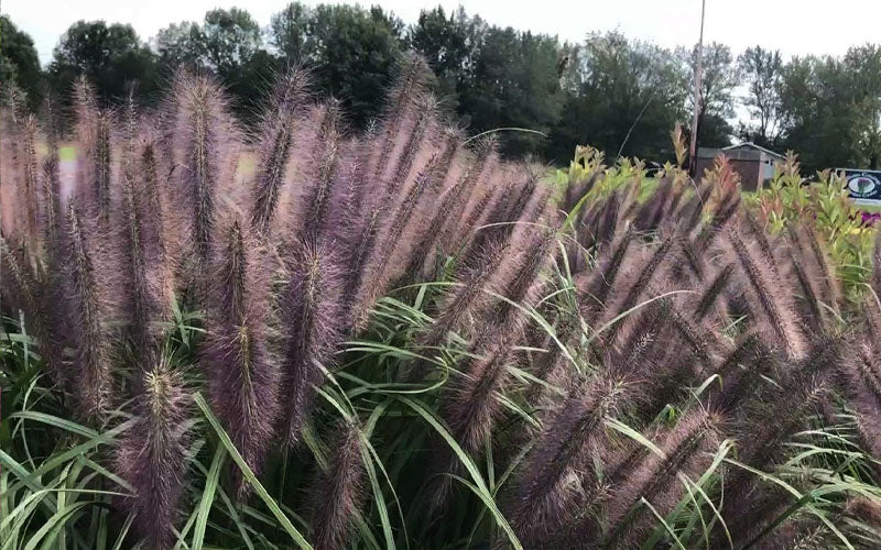  Red Head Fountain Grass (Pennisetum) - 1 Gallon Pot