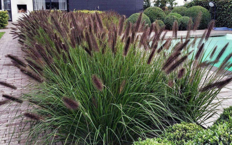  Red Head Fountain Grass (Pennisetum) - 1 Gallon Pot