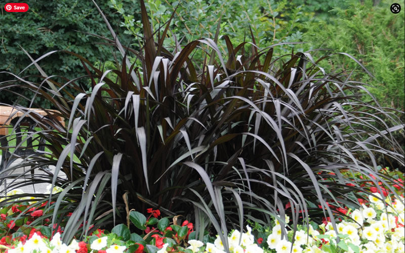  First Knight Fountain Grass (Pennisetum) - 3 Gallon Pot