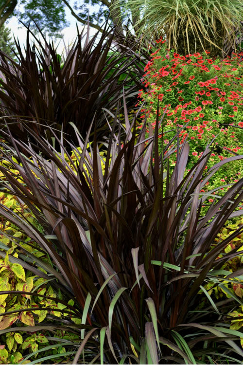  First Knight Fountain Grass (Pennisetum) - 3 Gallon Pot