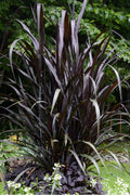  First Knight Fountain Grass (Pennisetum) - 1 Gallon Pot
