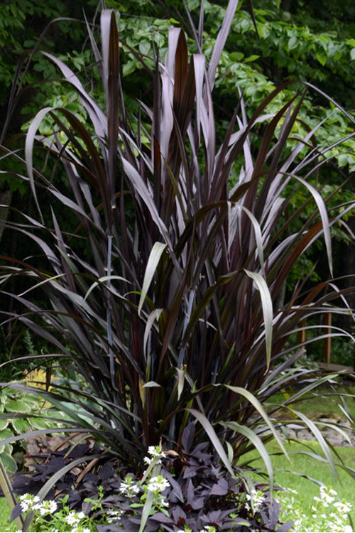  First Knight Fountain Grass (Pennisetum) - 3 Gallon Pot