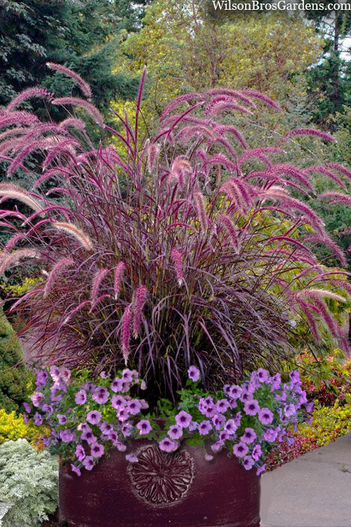  Purple Fountain Grass (Pennisetum Rubrum) - 3 Pack Of Quart Pots