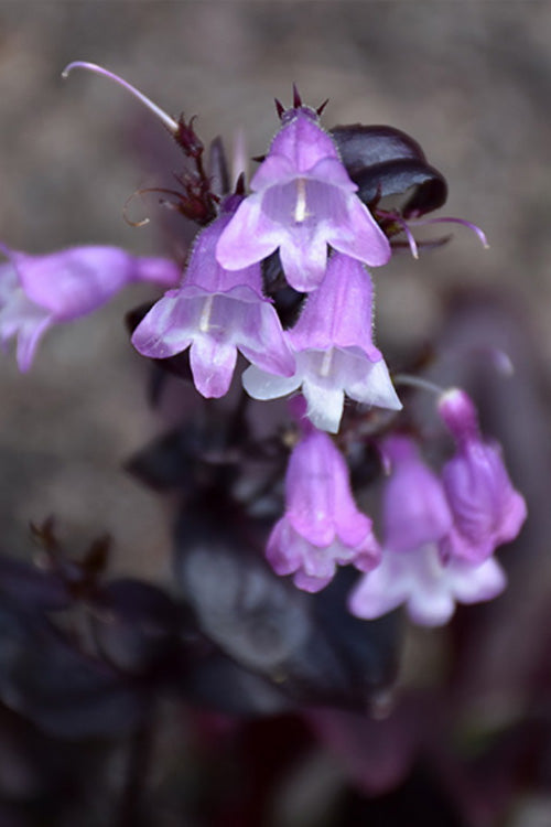  Midnight Masquerade Penstemon (Beardtongue) - 1 Gallon Pot