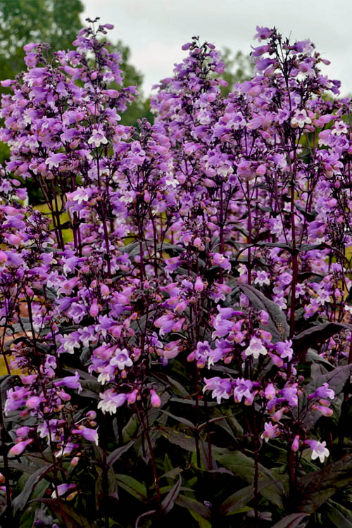  Midnight Masquerade Penstemon (Beardtongue) - 1 Gallon Pot