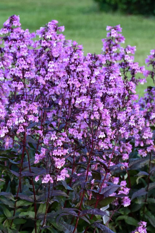  Midnight Masquerade Penstemon (Beardtongue) - 1 Gallon Pot