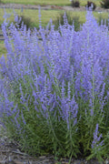  Blue Jean Baby Russian Sage (Perovskia) - 1 Gallon Pot