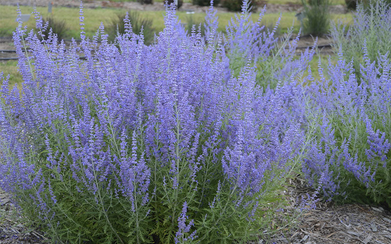  Blue Jean Baby Russian Sage (Perovskia) - 1 Gallon Pot