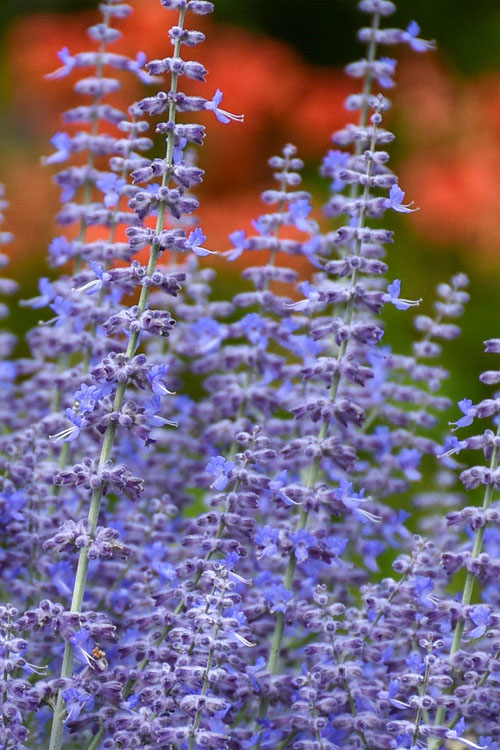  Denim N' Lace Russian Sage (Perovskia) - 6 Pack Of 1 Gallon Pots